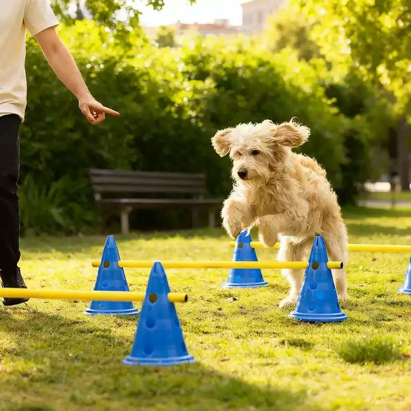 30CM Dog Agility Obstacle Set, - Agility Hurdle Set 评论和价格